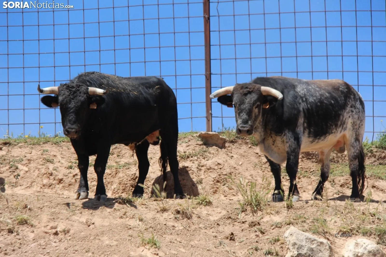 Los novillos que protagonizarán La Saca 2024 en su finca de Guadalajara. Fotos: Carlos Embi