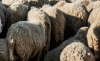 Foto 1 - La Junta cumple con el auto judicial que ordena el sacrificio y destrucción de las ovejas de una explotación de Valladolid denunciada por abandono