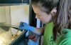 Una joven voluntaria alimenta a un polluelo en el CRAS. /Jta.