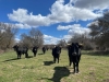 Foto 1 - La vaca serrana negra volverá a ser la protagonista en Valencia