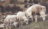 Ganado de ovino pastando en un monte de la provincia. /SN