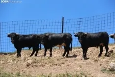 Los novillos que protagonizarán La Saca 2024 en su finca de Guadalajara. Fotos: Carlos Embi