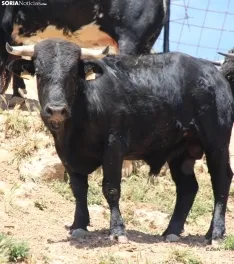 Los novillos que protagonizarán La Saca 2024 en su finca de Guadalajara. Fotos: Carlos Embi