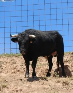 Los novillos que protagonizarán La Saca 2024 en su finca de Guadalajara. Fotos: Carlos Embi
