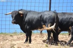 Los novillos que protagonizarán La Saca 2024 en su finca de Guadalajara. Fotos: Carlos Embi