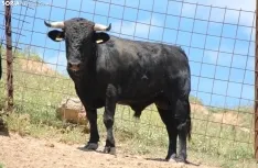 Los novillos que protagonizarán La Saca 2024 en su finca de Guadalajara. Fotos: Carlos Embi