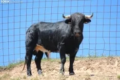 Los novillos que protagonizarán La Saca 2024 en su finca de Guadalajara. Fotos: Carlos Embi