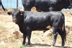 Los novillos que protagonizarán La Saca 2024 en su finca de Guadalajara. Fotos: Carlos Embi