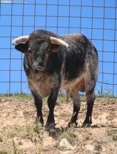 Los novillos que protagonizarán La Saca 2024 en su finca de Guadalajara. Fotos: Carlos Embi