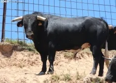 Los novillos que protagonizarán La Saca 2024 en su finca de Guadalajara. Fotos: Carlos Embi