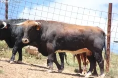 Los novillos que protagonizarán La Saca 2024 en su finca de Guadalajara. Fotos: Carlos Embi