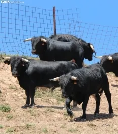 Los novillos que protagonizarán La Saca 2024 en su finca de Guadalajara. Fotos: Carlos Embi