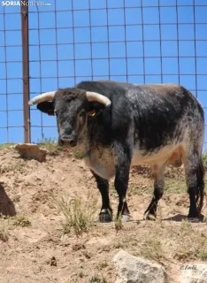 Los novillos que protagonizarán La Saca 2024 en su finca de Guadalajara. Fotos: Carlos Embi