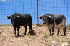 Los novillos que protagonizarán La Saca 2024 en su finca de Guadalajara. Fotos: Carlos Embi