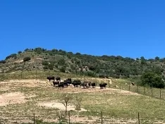 Foto 3 - Los jurados ya han escogido a los toros de La Saca para San Juan 2024