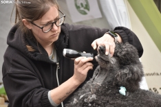 IV Feria de la Mascota de Soria.