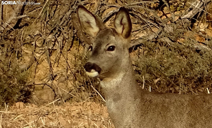 Castilla y León subasta 120 corzos para repoblar cotos cinegéticos