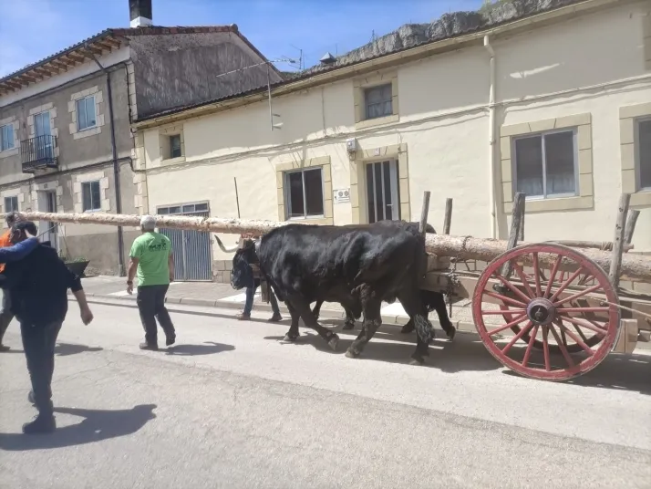 Cabrejas del Pinar levanta su mayo