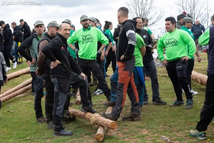 Pingada del mayo en Covaleda 2024