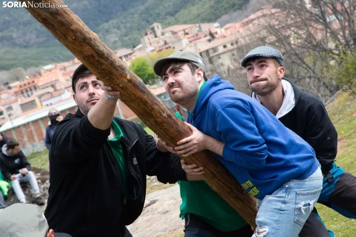 Pingada del mayo en Covaleda 2024
