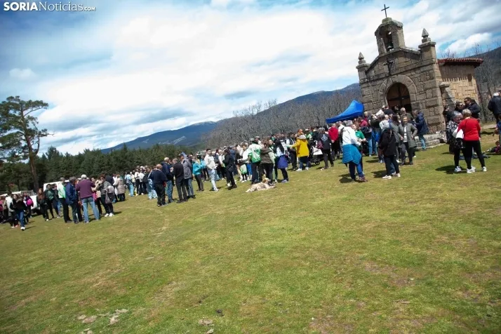 Pingada del mayo en Covaleda 2024