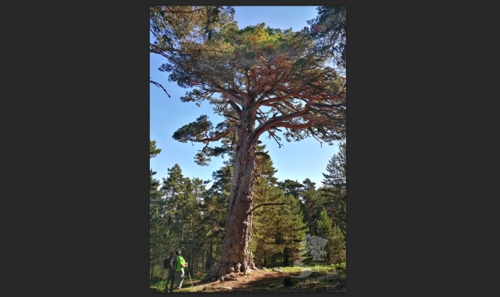 Estos son los 15 árboles notables de Soria catalogados en Castilla y León