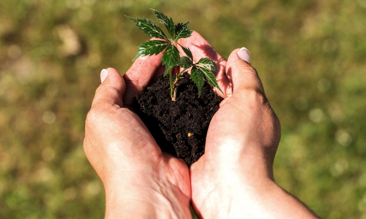 Castilla y León invertirá 1,8 M&euro; para el servicio de producción de planta, conservación y mejora genética forestal