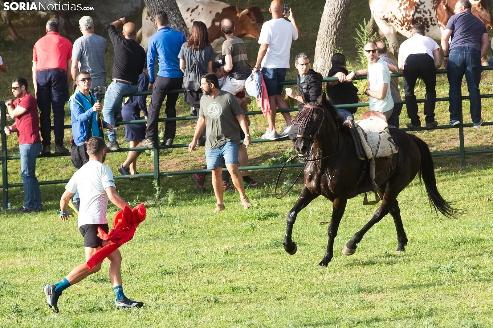El caballo del jinete, tras el accidente. /María Ferrer