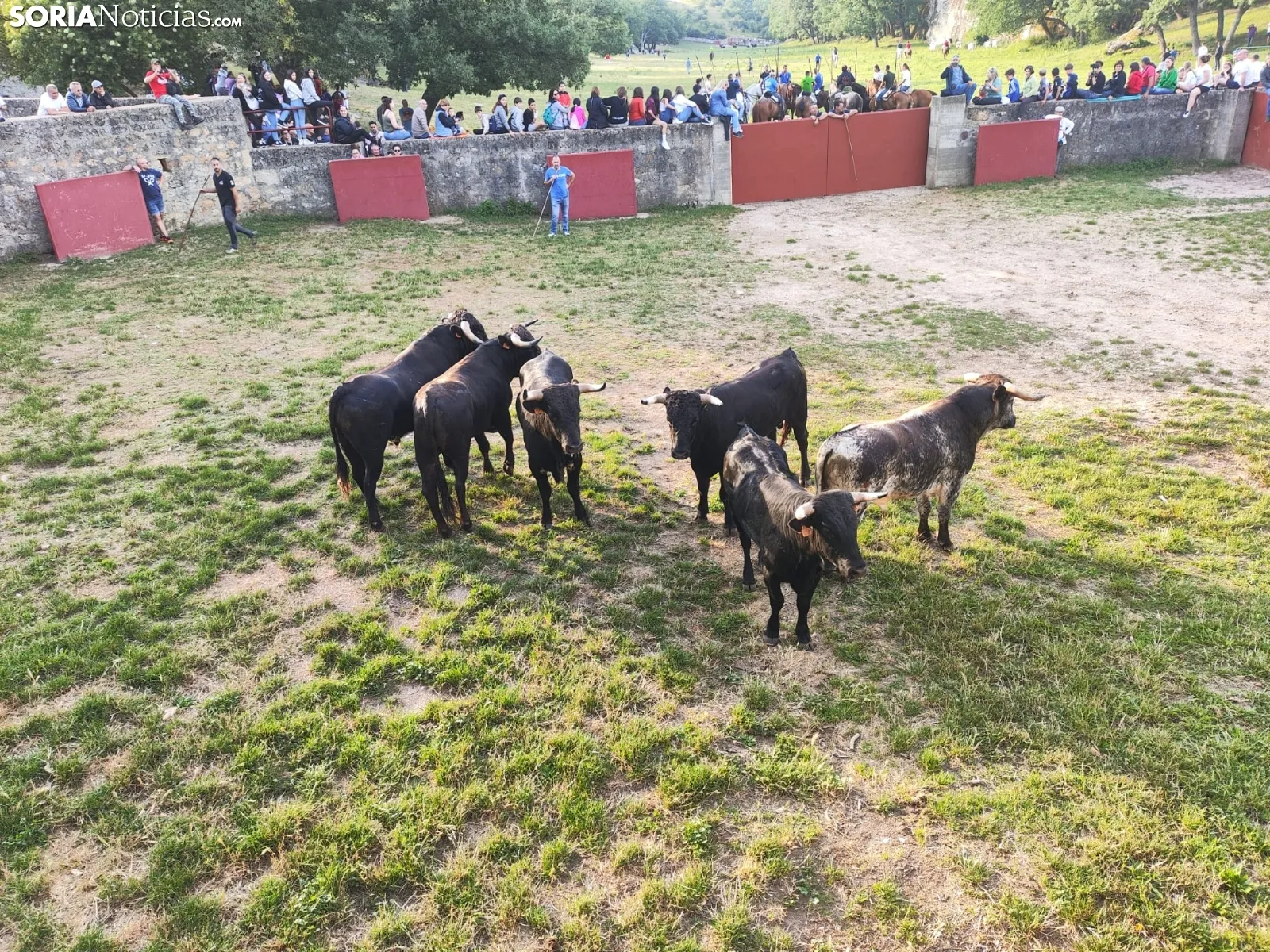 Los novillos de Brihuega, listos para La Saca 2024.