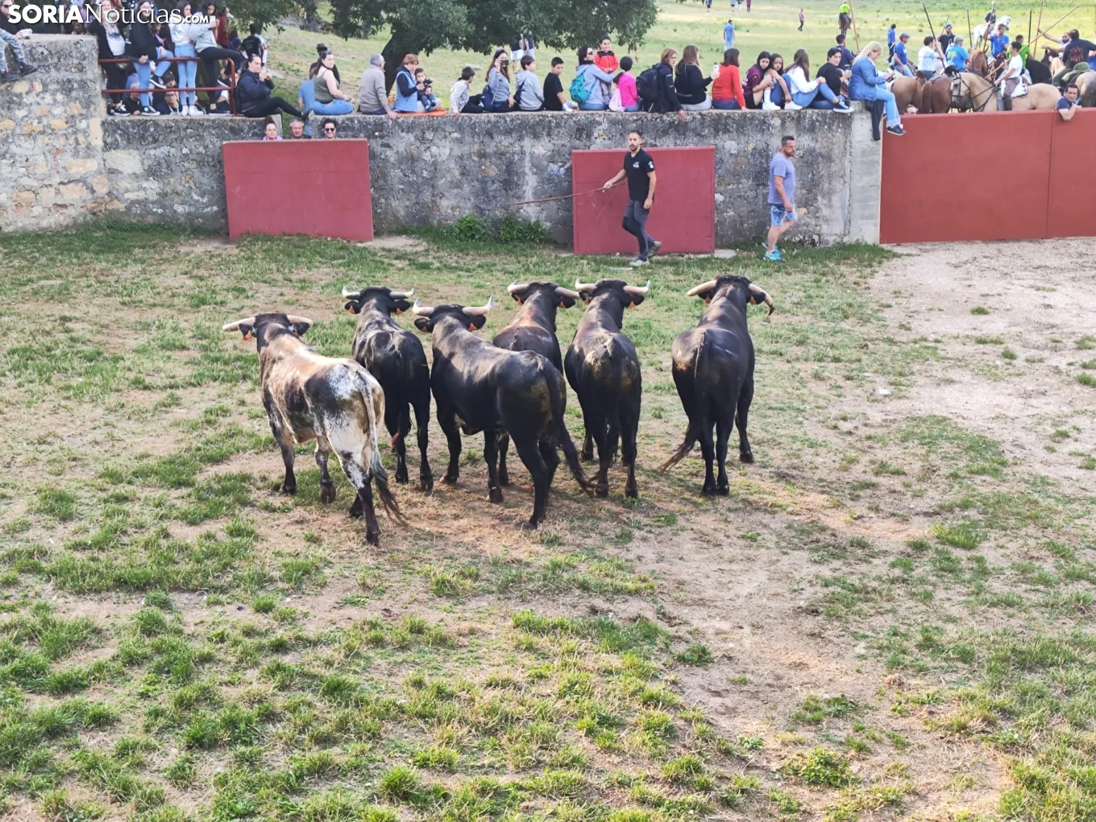 Los novillos de Brihuega, listos para La Saca 2024.