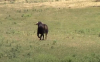 Foto 1 - Vídeo: ‘Noguerito’, el nuevo toro de La Cruz y San Pedro, llega a Valonsadero