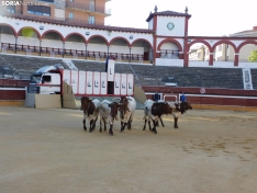 Foto 43 - FOTOS Y CR&Oacute;NICA | El &lsquo;Desencajonamiento&rsquo; se vive con m&aacute;xima expectaci&oacute;n en &lsquo;El Coso de San Benito&rsquo;