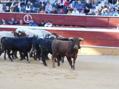 Foto 34 - FOTOS Y CR&Oacute;NICA | El &lsquo;Desencajonamiento&rsquo; se vive con m&aacute;xima expectaci&oacute;n en &lsquo;El Coso de San Benito&rsquo;