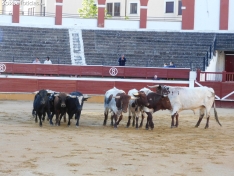Foto 32 - FOTOS Y CR&Oacute;NICA | El &lsquo;Desencajonamiento&rsquo; se vive con m&aacute;xima expectaci&oacute;n en &lsquo;El Coso de San Benito&rsquo;