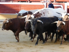 Foto 25 - FOTOS Y CR&Oacute;NICA | El &lsquo;Desencajonamiento&rsquo; se vive con m&aacute;xima expectaci&oacute;n en &lsquo;El Coso de San Benito&rsquo;