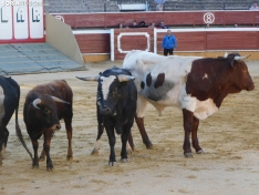 Foto 24 - FOTOS Y CR&Oacute;NICA | El &lsquo;Desencajonamiento&rsquo; se vive con m&aacute;xima expectaci&oacute;n en &lsquo;El Coso de San Benito&rsquo;