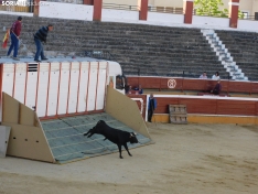 Foto 12 - FOTOS Y CR&Oacute;NICA | El &lsquo;Desencajonamiento&rsquo; se vive con m&aacute;xima expectaci&oacute;n en &lsquo;El Coso de San Benito&rsquo;