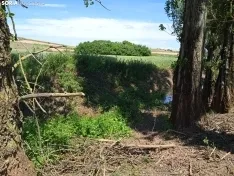 Foto 3 - La CHD avanza en sus labores de limpieza del cauce del r&iacute;o en Peroniel del Campo