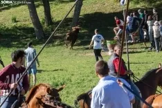 Foto 3 - Diez novillos en una 'Comprilla' que ha empezado de manera fren&eacute;tica