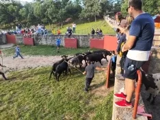 Los novillos de Brihuega, listos para La Saca 2024.