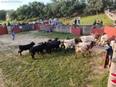 Los novillos de Brihuega, listos para La Saca 2024.