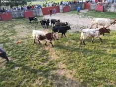 Los novillos de Brihuega, listos para La Saca 2024.