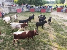 Los novillos de Brihuega, listos para La Saca 2024.