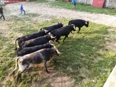 Los novillos de Brihuega, listos para La Saca 2024.