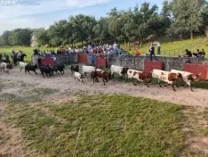 Los novillos de Brihuega, listos para La Saca 2024.