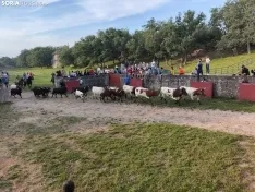 Los novillos de Brihuega, listos para La Saca 2024.