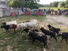 Los novillos de Brihuega, listos para La Saca 2024.