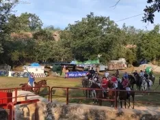 Los novillos de Brihuega, listos para La Saca 2024.