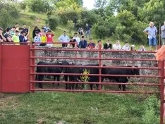 Los novillos de Brihuega, listos para La Saca 2024. 