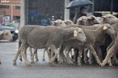 Trashumancia en Soria 2024. /SN